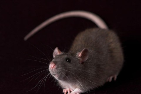 Известный политолог получил в подарок колбасу с мышью