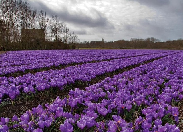 Херсонские фермеры заработали 2 тысячи евро всего на 1 кг редкой специи