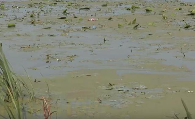 Река Днепр в Киеве находится на грани экологической катастрофы