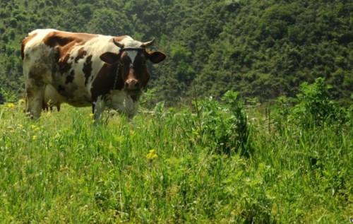 Путин обрек сельское хозяйство Крыма на медленную смерть. ИНФОГРАФИКА