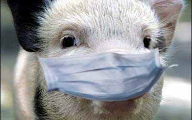 Еще один очаг АЧС зарегистрирован на Харьковщине, уничтожено 27 свиней