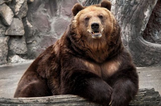 В Днепропетровском зоопарке медведица откусила 5-летнему ребенку руку