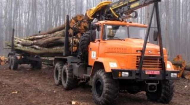 На Ривненщине разоблачили схему хищения дорогостоящей древесины