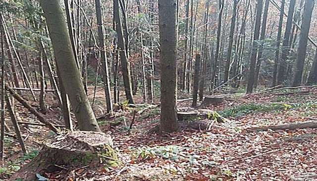 На Закарпатье в одном из лесхозов вырубили лес на 1 млн гривен