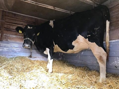 Ляшко сделали оригинальный подарок на день рождения