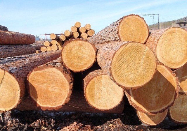 Евросоюз отреагировал на протесты общества против снятия запрета на вырубку леса