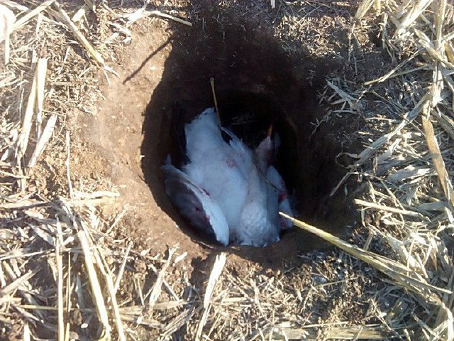 «Сафари по-коблевски»: неизвестные в поле убили более 20 белых лебедей