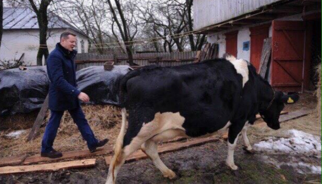 Ляшко попиарился передаренной коровой