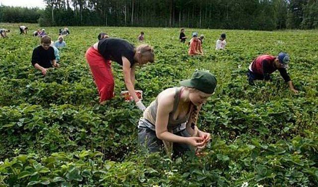 Украинцы массово выезжают в Польшу на заработки