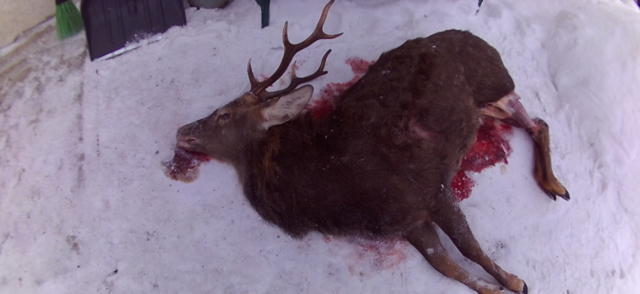 На Черниговщине браконьеры убили редкое животное