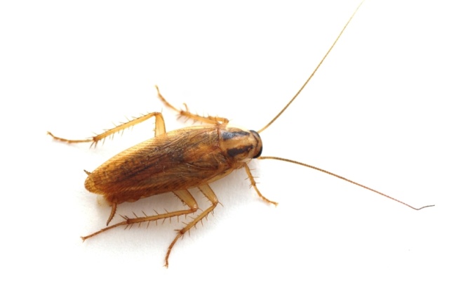 В киевских супермаркетах в еду подбрасывают тараканов