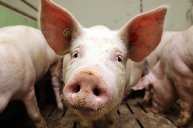 У районі на Вінниччині – спалах африканської чуми