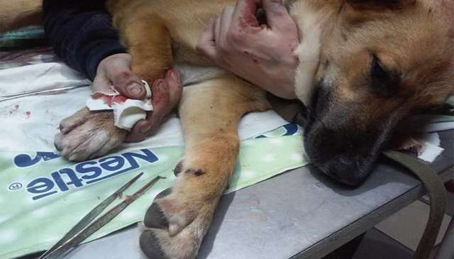 Подруга Яроша рассказала о спасении раненого четвероногого собрата