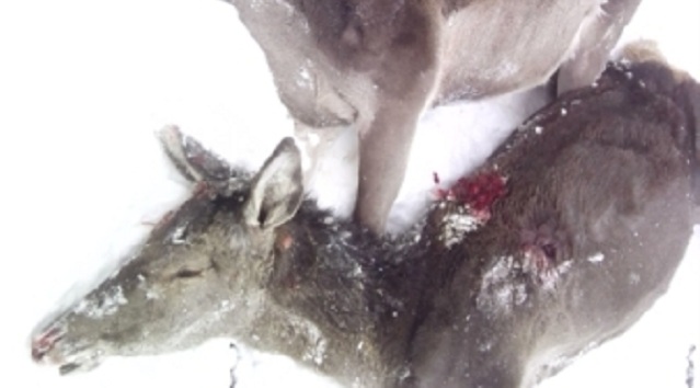 Нелюди розстріляли стадо оленів на трасі Київ-Чоп