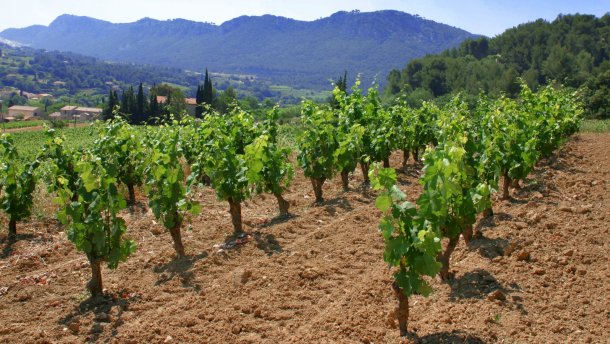 Окупанти завдали серйозного удару по виноробству у Криму