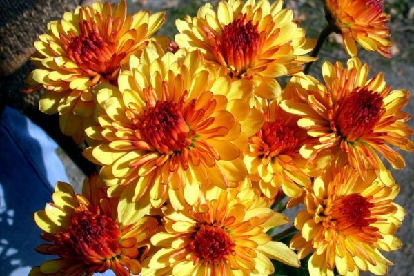 У Росії перед 8 Березня спалили 5 тисяч квітів