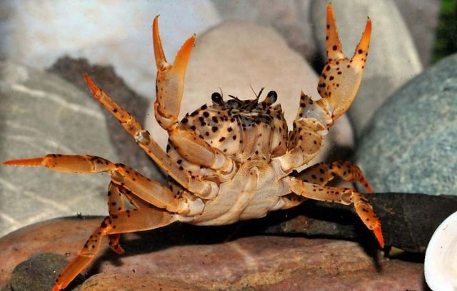 Браконьеры наловили крабов на рекордные 24 млн