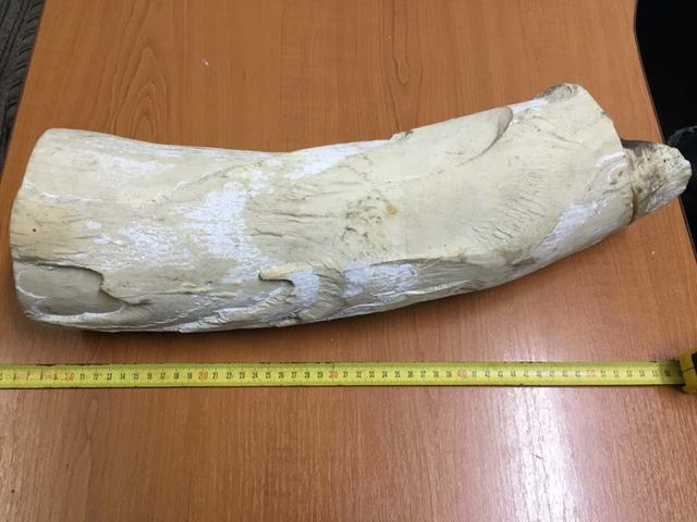 Водитель автобуса вез из Украины в Польшу часть бивня мамонта весом 8 кг