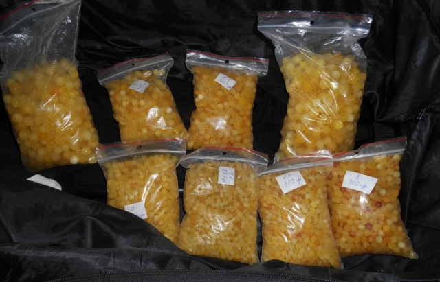 Чопські митники "не помітили" тонну бурштину у пасажирському "Неоплані"