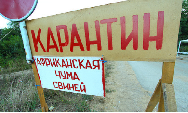 В Киевской области зафиксировали вспышку чумы свиней