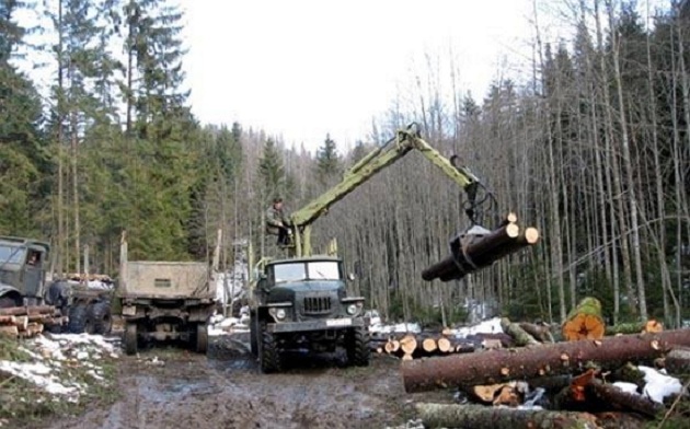 "Приїхали, вирізали живого бука. Це не чистка лісу, це бандитизм!"