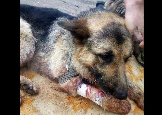 Настоящая верность: в АТО собака пожертвовал собой, чтобы спасти бойцо