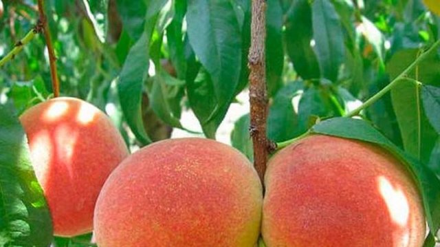 Холода уничтожили треть урожая фруктов и ягод в Украине