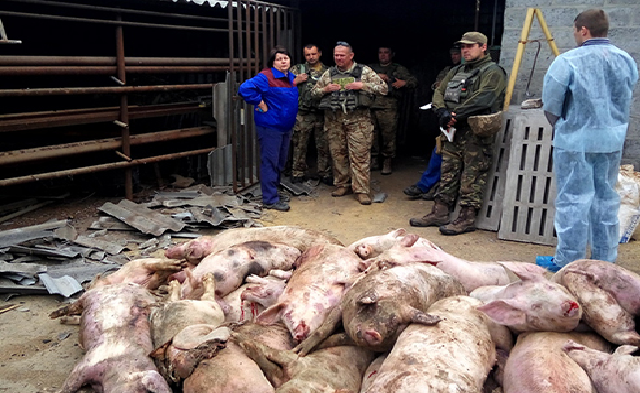 Боевики на Донбассе атаковали свиней