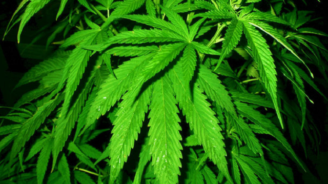 В Одесской области пограничники обнаружили на острове 3,7 га конопли