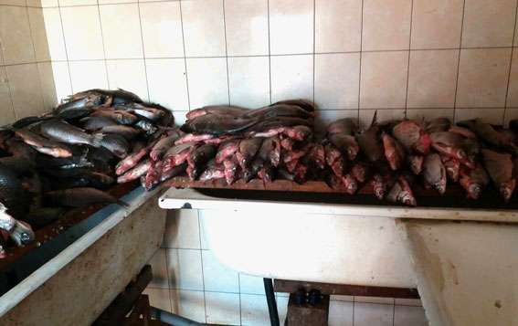 На Полтавщине разоблачены должностные лица Госагентства рыбного хозяйства, организовавшие незаконный вылов рыбы в промышленных масштабах