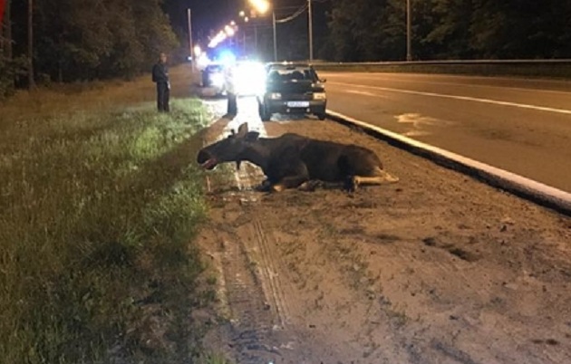 Выскочил на автомобиль: под Киевом произошло ДТП с лосем