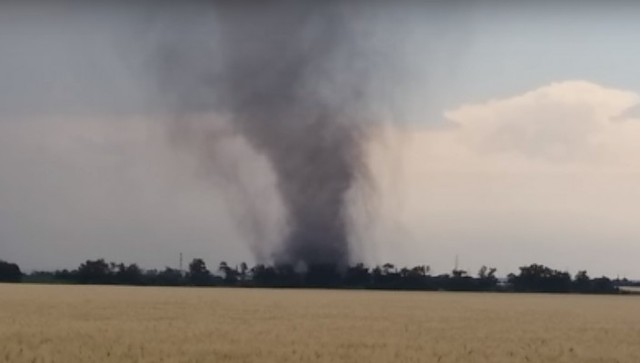 В Донецкой области ураган уничтожил 10 гектаров посевов подсолнечника