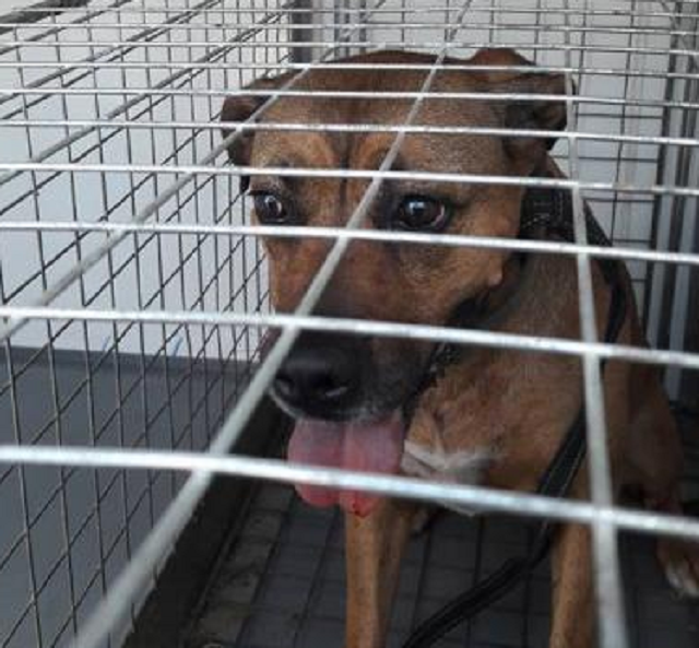 У Дніпрі господар-п’яниця спустив нещасну собаку на поліцейських