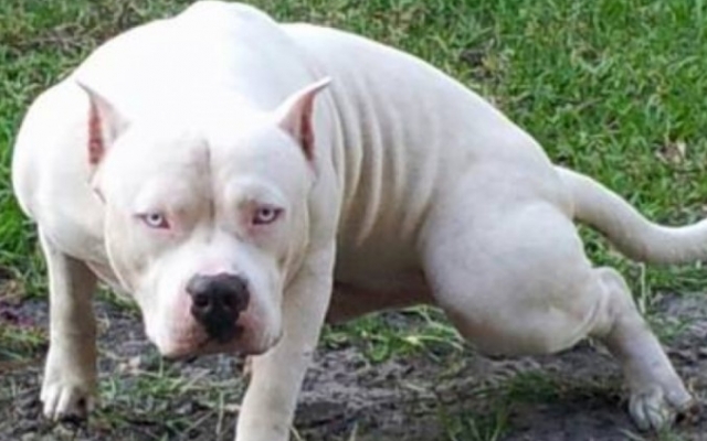 В супермаркете на херсонца натравили бойцовского пса