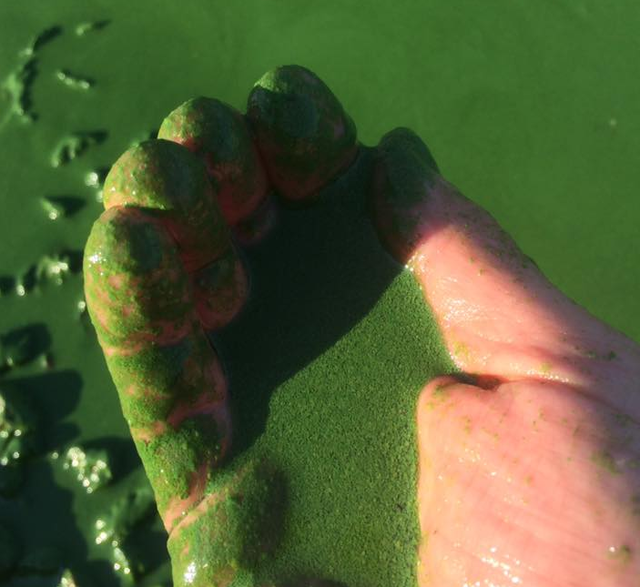 Днепр в районе Труханова острова стал ядовито-зеленого цвета