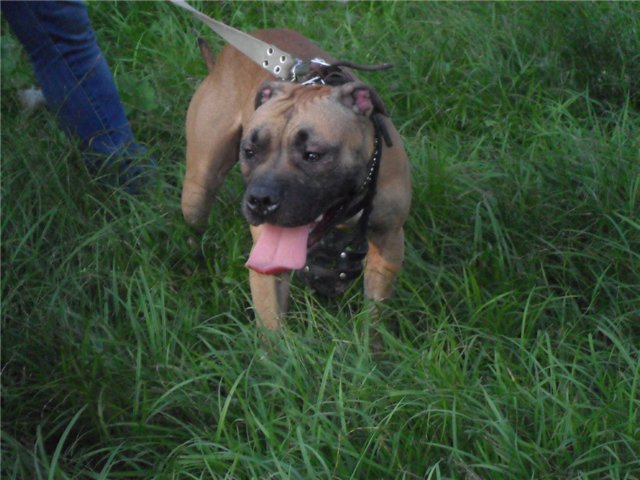 В Ивано-Франковске бойцовский пес напал на мужчину