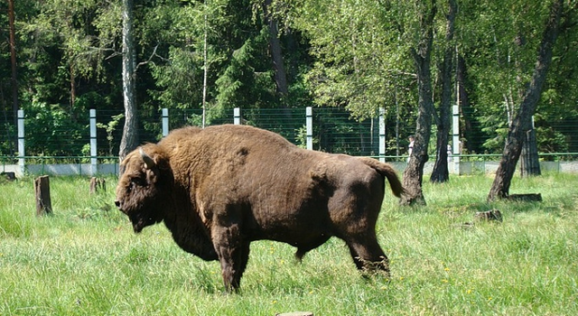 Польша продолжает рубить Беловежскую Пущу, несмотря на требования ЕС