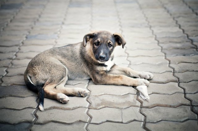 Травят собак: в Киеве возле детского садика рассыпали яд