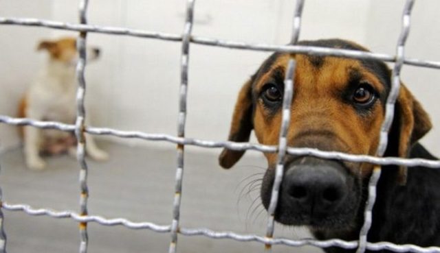 У Тернополі діє мафія, яка заробляє мільйони на безпритульних тваринах