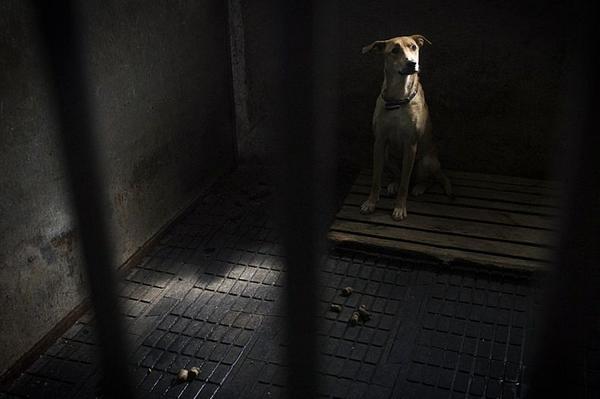 Собачі пристрасті. Нові аспекти захисту тварин від жорстокого поводження