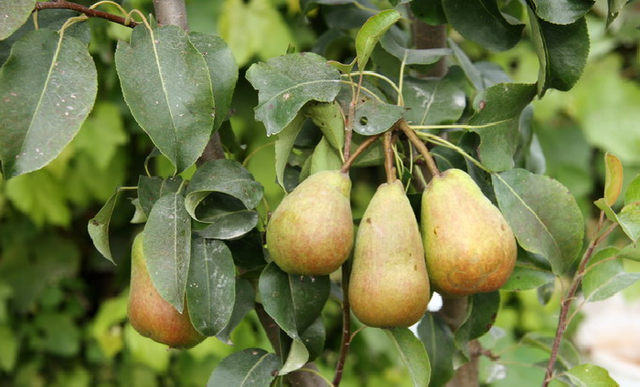 На Житомирщині через груші намагалися вбити дитину