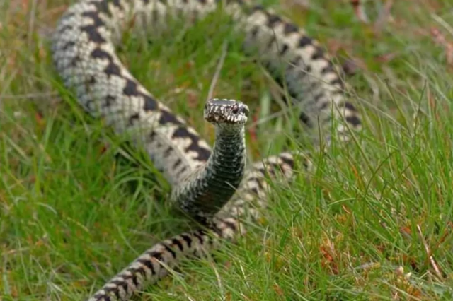 На Закарпатье врачи отказали в противозмеиной сыворотке матери двоих детей