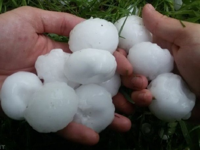 Град розміром з куряче яйце побив більше 1 тис. га садів в Криму
