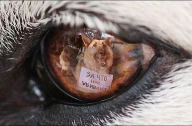 В Киеве орудует зооманьяк: убивает животных и перематывает трупы скотчем