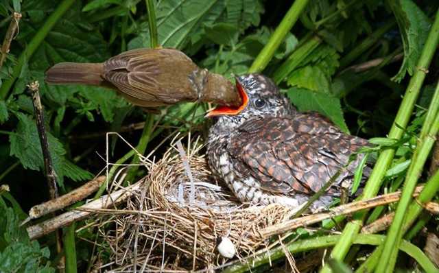 Станислав Речинский: «В гнезде должен остаться один»