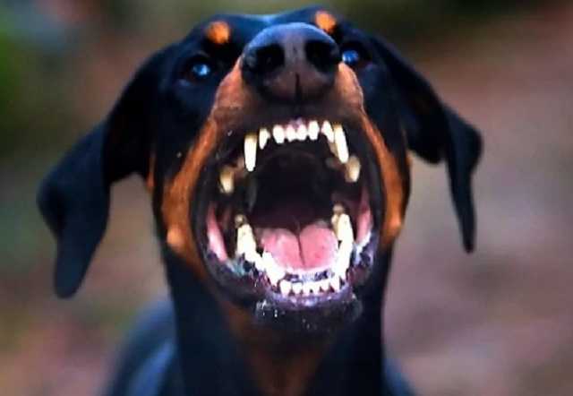 Собачница ногой ударила по голове трехлетнего малыша