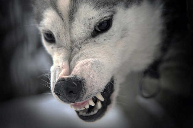 "Откупился кругом": на Волыни овчарка священника УПЦ МП искусала ребенка