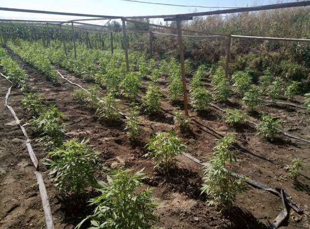 Такого полиция еще не видела: у депутата "поспел ядовитый урожай"