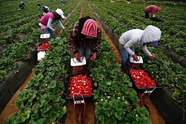 Число заробитчан из Украины в Польше приближается к миллиону