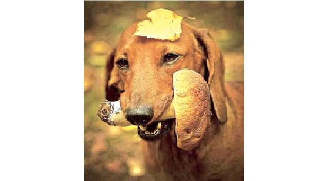 Українець навчив свого пса шукати в лісі виключно білі гриби